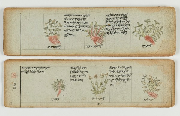 Tibetan plant manuscript