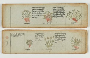 view Tibetan plant manuscript