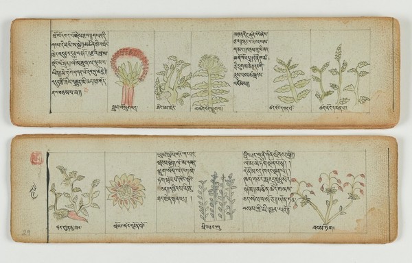 Tibetan plant manuscript