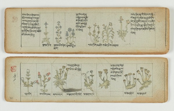 Tibetan plant manuscript