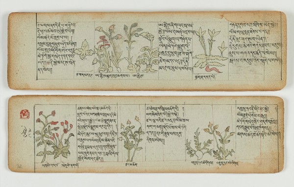 Tibetan plant manuscript