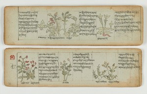 view Tibetan plant manuscript