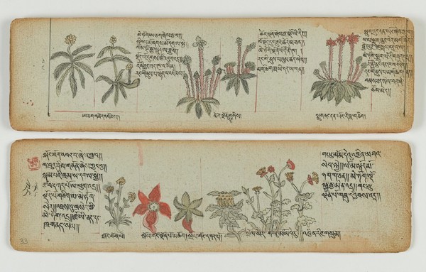 Tibetan plant manuscript