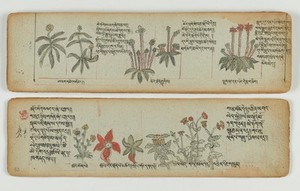 view Tibetan plant manuscript