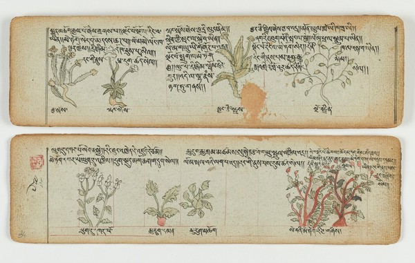 Tibetan plant manuscript