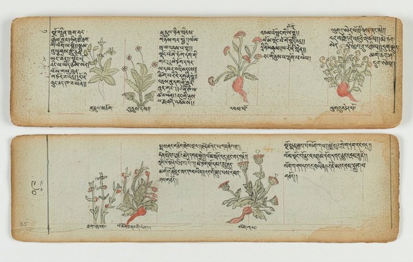 Tibetan plant manuscript