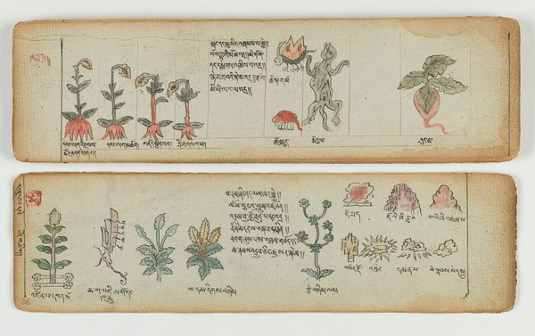 Tibetan plant manuscript