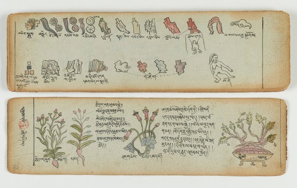 Tibetan plant manuscript