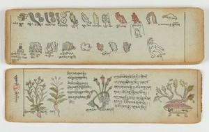 view Tibetan plant manuscript