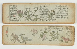 view Tibetan plant manuscript