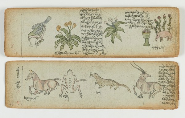 Tibetan plant manuscript