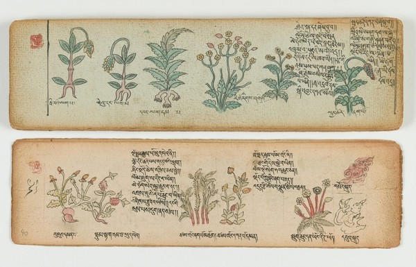 Tibetan plant manuscript