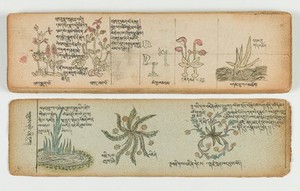 view Tibetan plant manuscript