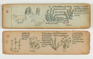 view Tibetan plant manuscript