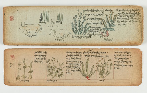 Tibetan plant manuscript