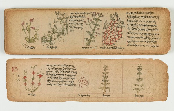 Tibetan plant manuscript