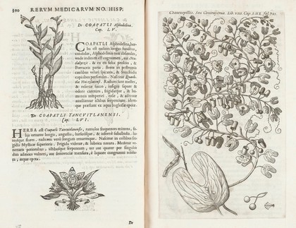 Pages from Hernandez's 'Rerum...' showing plants