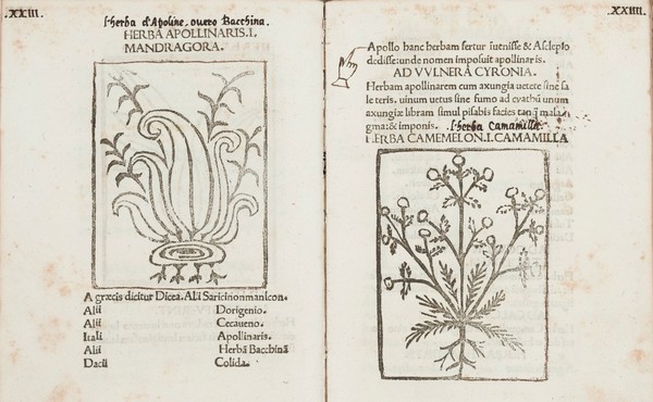 Herbarium / [Apuleius].