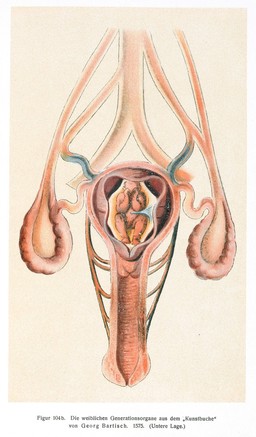 Geschichte der gynäkologisch-anatomischen Abbildung / von Fritz Weindler.