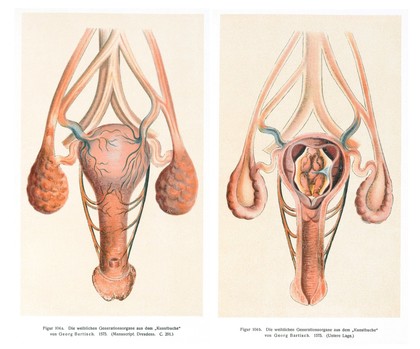 Geschichte der gynäkologisch-anatomischen Abbildung / von Fritz Weindler.