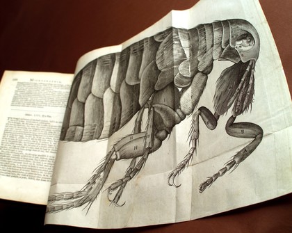 Robert Hooke, Micrographia, flea