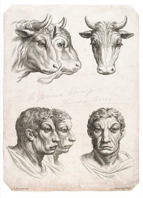 The head of an ox and the head of an ox-like man: three figures of each, showing their physiognomical relations. Etching, c. 1820, after C. Le Brun.