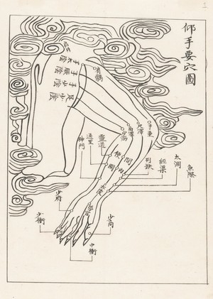 view Acupuncture points and meridians. The arm.