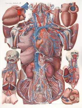 Anatomical Illustration