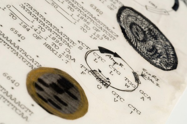 A mirror in which the surrounding world is copied by reflection, framed with formulae associated with the cloning of biological organisms. Mixed media by Sophie Dauvois, 1998.