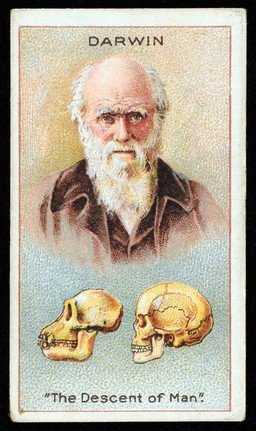 Darwin : "the descent of man".