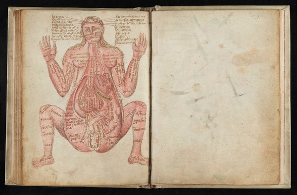 Anathomia. 52v Pregnant woman, seated legs apart,flesh tinted.