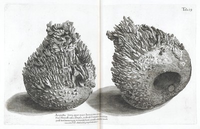 A voyage to the islands, Madera, Barbados, Nieves, S. Christophers and Jamaica with the natural history of the herbs and trees, four-footed beasts, fishes, birds, insects, reptiles, &c. of the last of those islands; to which is prefix'd an introduction, wherein is an account of the inhabitants, air, waters, diseases, trade, &c. of that place, with some relations concerning the neighbouring continent, and islands of America. Illustrated with figures of the things described, which have not been heretofore engraved; in large copper-plates as big as the life / By Hans Sloane.