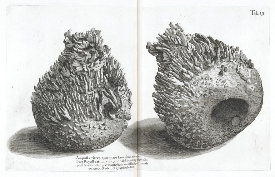 A voyage to the islands, Madera, Barbados, Nieves, S. Christophers and Jamaica with the natural history of the herbs and trees, four-footed beasts, fishes, birds, insects, reptiles, &c. of the last of those islands; to which is prefix'd an introduction, wherein is an account of the inhabitants, air, waters, diseases, trade, &c. of that place, with some relations concerning the neighbouring continent, and islands of America. Illustrated with figures of the things described, which have not been heretofore engraved; in large copper-plates as big as the life / By Hans Sloane.