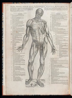 Andreae Vesalii Suorum de humani corporis fabrica librorum epitome / [Andreas Vesalius].