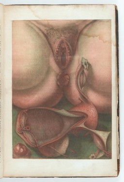 Anatomie des parties de la génération de l'homme et de la femme ... jointe a l'angéologie de tout le corps humain, e a ce qui concerne la grossesse et les accouchemens / [Jacques Fabien Gautier d'Agoty].