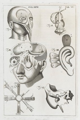 A compleat treatise of the muscles : as they appear in humane body, and arise in dissection; with diverse anatomical observations not yet discover'd. Illustrated by near fourty copper-plates, accurately delineated and engraven / By John Browne.