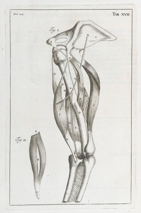 A compleat treatise of the muscles : as they appear in humane body, and arise in dissection; with diverse anatomical observations not yet discover'd. Illustrated by near fourty copper-plates, accurately delineated and engraven / By John Browne.