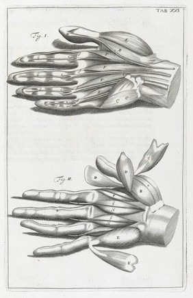 A compleat treatise of the muscles : as they appear in humane body, and arise in dissection; with diverse anatomical observations not yet discover'd. Illustrated by near fourty copper-plates, accurately delineated and engraven / By John Browne.