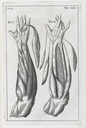 A compleat treatise of the muscles : as they appear in humane body, and arise in dissection; with diverse anatomical observations not yet discover'd. Illustrated by near fourty copper-plates, accurately delineated and engraven / By John Browne.