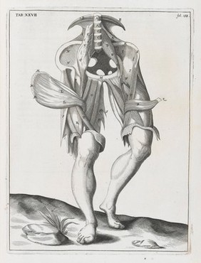 A compleat treatise of the muscles : as they appear in humane body, and arise in dissection; with diverse anatomical observations not yet discover'd. Illustrated by near fourty copper-plates, accurately delineated and engraven / By John Browne.