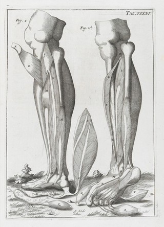 A compleat treatise of the muscles : as they appear in humane body, and arise in dissection; with diverse anatomical observations not yet discover'd. Illustrated by near fourty copper-plates, accurately delineated and engraven / By John Browne.