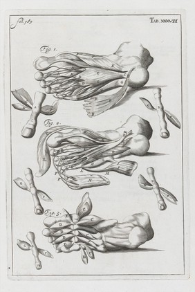 A compleat treatise of the muscles : as they appear in humane body, and arise in dissection; with diverse anatomical observations not yet discover'd. Illustrated by near fourty copper-plates, accurately delineated and engraven / By John Browne.