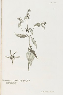 Hortus Cliffortianus plantas exhibens quas in hortis tam vivis quam siccis, Hartecampi in Hollandia / coluit ... Georgius Clifford ... reductis varietatibus ad species, speciebus ad genera, generibus ad classes, adjectis locis plantarum natalibus differentiisque specierum. Cum tabulis aeneis. Auctore Carolo Linnaeo.