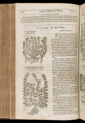 The herball, or general historie of plantes / Gathered by John Gerarde ... Very much enlarged and amended by Thomas Johnson.