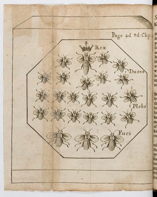 A further discovery of bees. Treating of the nature, government, generation and preservation of the bee. With the experiments and improvements arising from the keeping them in transparent boxes, instead of straw-hives. Also proper directions (to all such as keep bees) as well to prevent their robbing in straw-hives, as their killing in the colonies / By Moses Rusden. Pub. by His Majesties especial command, and approved by the Royal Society at Gresham Coll.