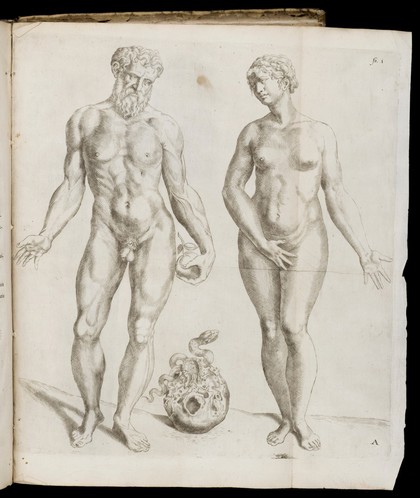 Librorvm Andreae Vesalii ... de hvmani corporis fabrica epitome / cum annotationibus Nicolai Fontani.