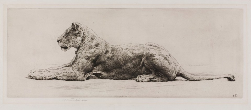 A lioness. Etching by Herbert Dicksee, 1914.