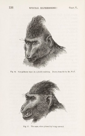 The expression of the emotions in man and animals / by Charles Darwin.