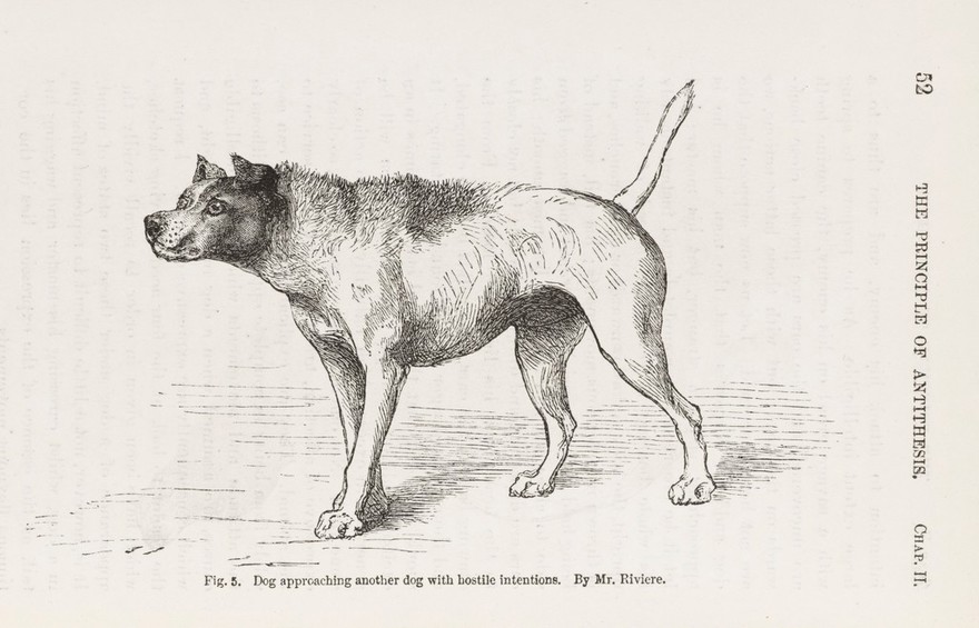 The expression of the emotions in man and animals / by Charles Darwin.