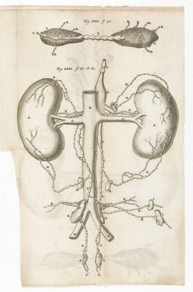 Adenographia curiosa et uteri foeminei anatome nova ... / [Anton Nuck].